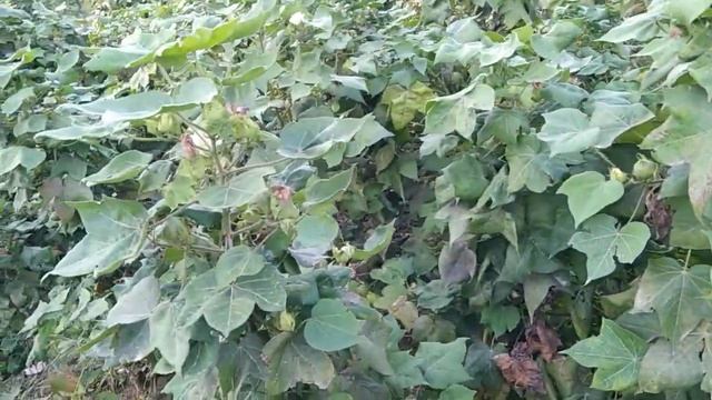 NPK fertilizer Folier Apply on Cotton crop,NPK 20,20,20,jaffer Brother, смотреть онлайн