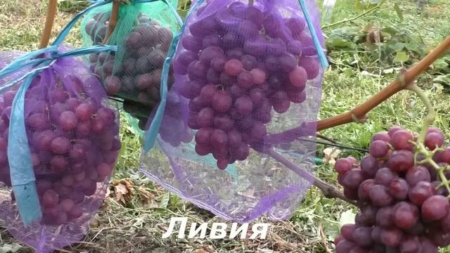 Виноград Беларуси. Лидчина . Сорт винограда Ливия .