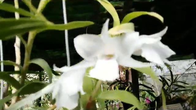 Unusual dendrobium flowers - Dendrobium dearei смотреть онлайн