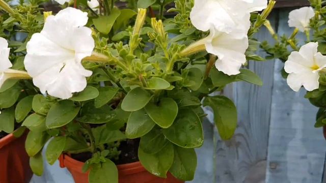 ??ЯПОНСКОЕ СУПЕР УДОБРЕНИЕ. НЕДЕЛЯ ИСПОЛЬЗОВАНИЯ смотреть онлайн