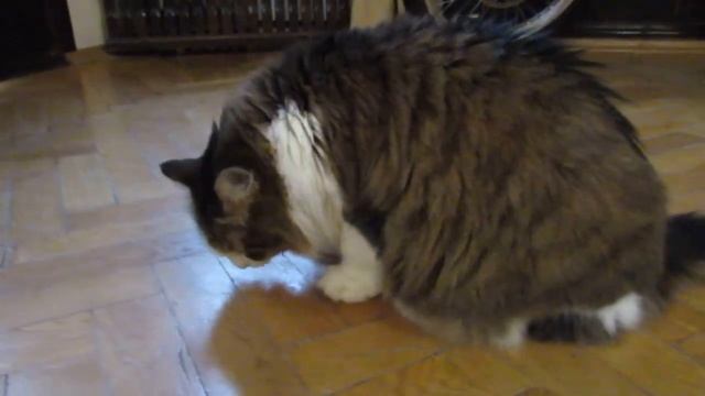 Коты пробуют новые угощения. Чем заняты коты в дождливый день. смотреть онлайн