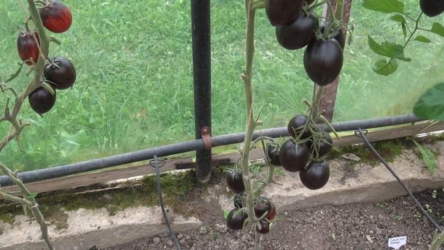 Томат ГАРГАМЕЛЬ (Gargamel) смотреть онлайн