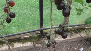 Томат ГАРГАМЕЛЬ (Gargamel)