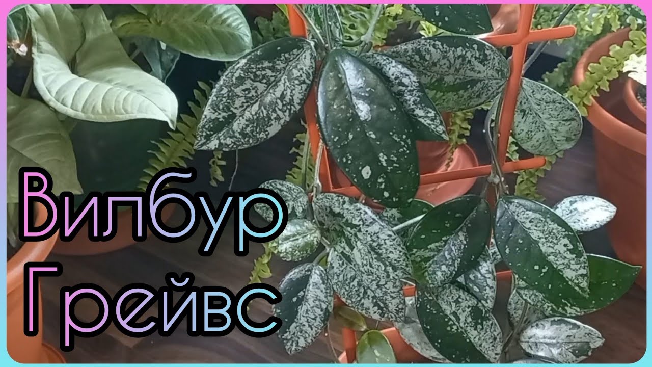 ХОЙЯ Вилбур Грейвс?Wilbur Graves?Упала ДВА раза?Тотальное омоложение?Размножение?Укоренение?