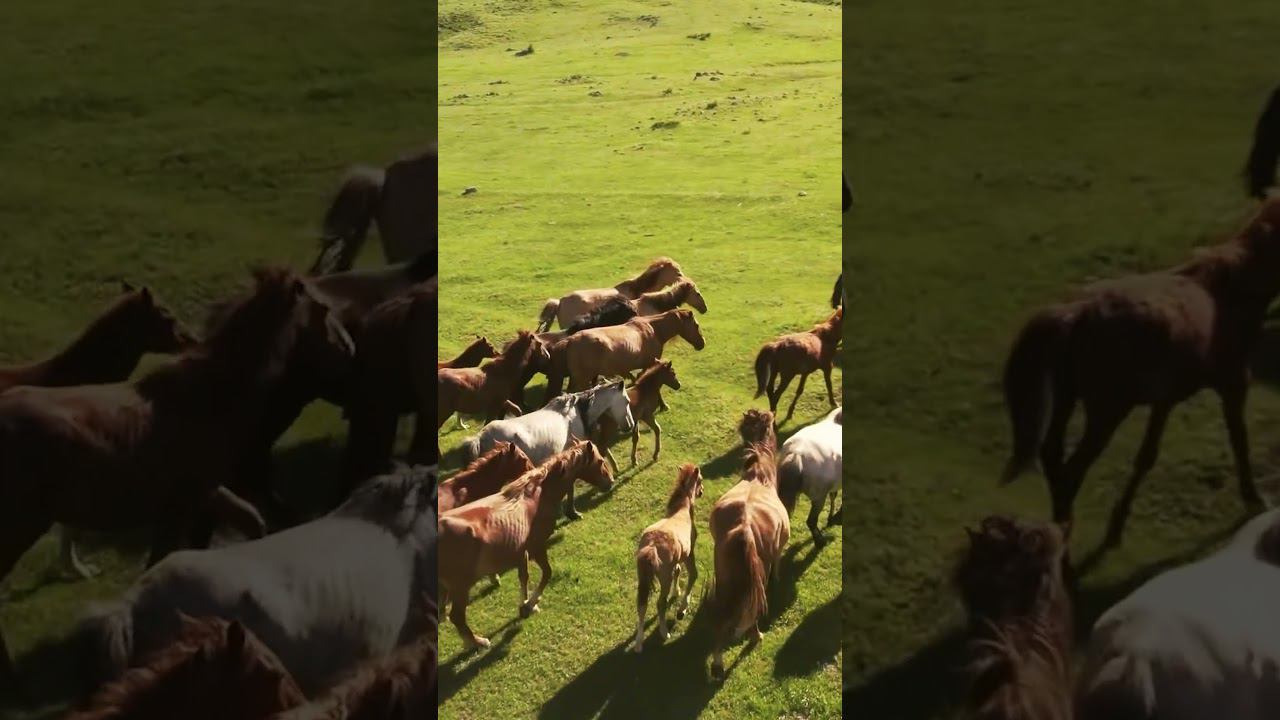 Природа Горного Алтая / EXPLOSIVE MIKE, Мотопутешествие по Алтаю #shorts смотреть онлайн