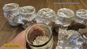#Боверия. У меня ПОЛУЧИЛОСЬ!!! Что нужно чтобы вырастить биопрепарат дома?!
