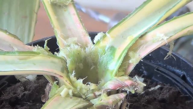 The Plant Traveller: Coring Agaves Pups for free смотреть онлайн