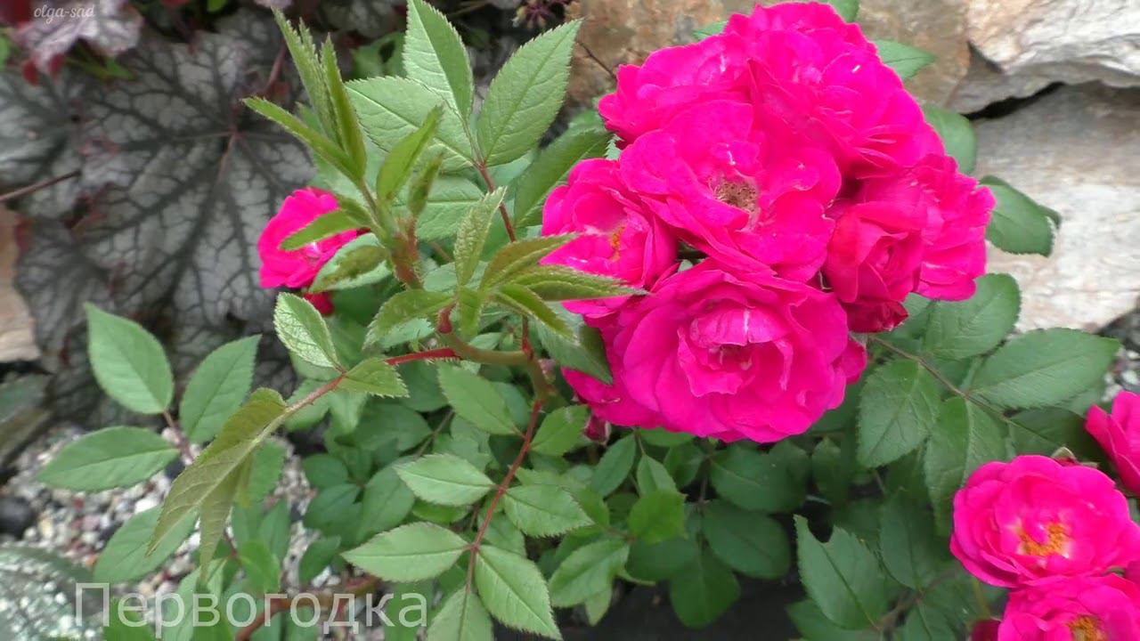 Мускусные розы и другие красотки Лето 2020 г. смотреть онлайн