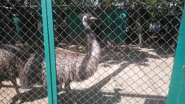 24 мая 2020 г. Зоопарк Николаев. смотреть онлайн