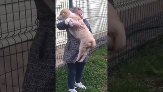 Щенок алабая 2 месяца смотреть онлайн