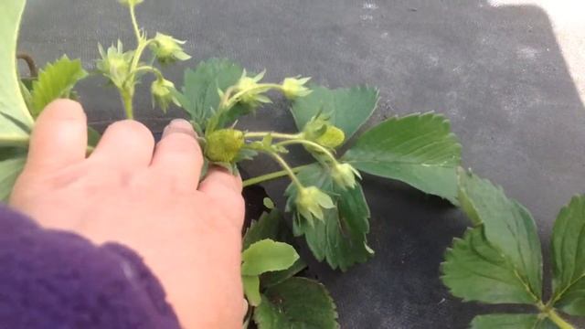 Сорт Викода смотреть онлайн