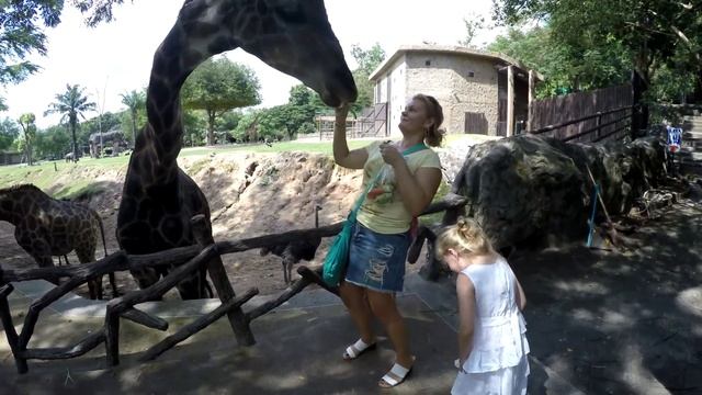 Кормление жирафов в зоопарке Khao Kheow. Giraffes feeding at Khao Kheow Open Zoo. смотреть онлайн