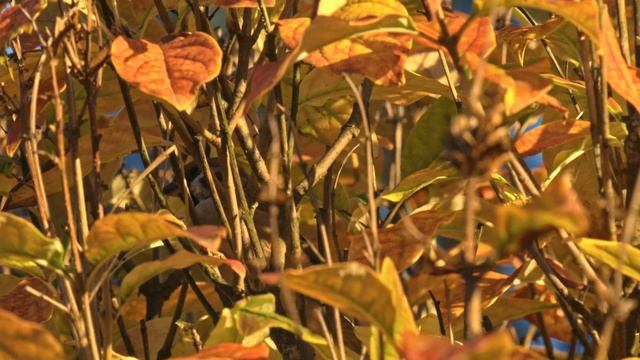 Человек с кормушкой! Почему мы кормим птиц и кому этого делать не надо. Кормушка Комфорт и Бинокль. смотреть онлайн