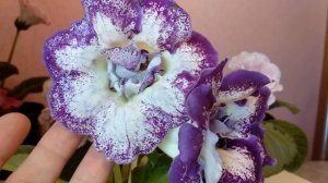 Глоксинии цветут. Как запустить глоксинию на второе цветение.