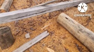 Учимся рубить срубы. Урок 1. Школа рубки в спб.