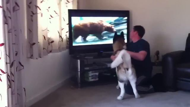 Akita wants to attack a bear - White Fang showdown смотреть онлайн