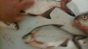 Как отличить подлещика от густеры. Лещ, подлещик, густера, сопа, белоглазка.Виды речных рыб.