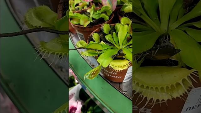 Хищный цветок. Венерина мухоловка, как работает смотреть онлайн