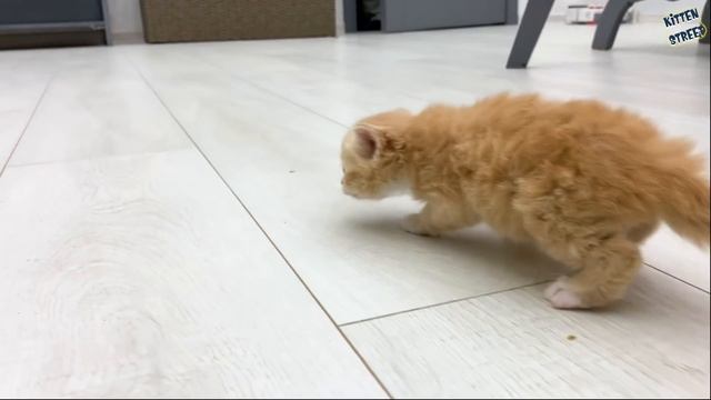 "You are not my mom!" - kittens meow loudly and meet cats Kira and Daddy смотреть онлайн