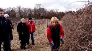 Обрізка лимонника \ Обрезка лимонника