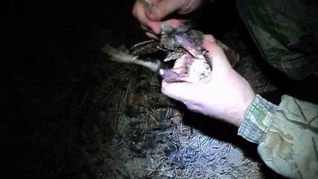 Как разделать вальдшнепа