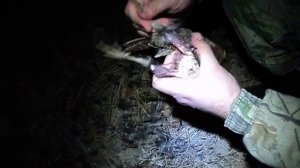 Как разделать вальдшнепа