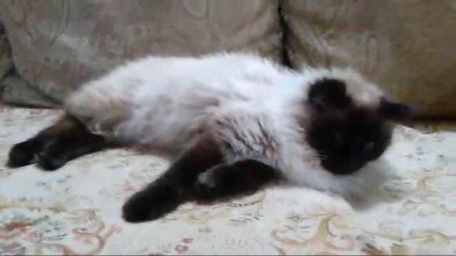 Стрим Балинезийский Кот 🐱 смотреть онлайн