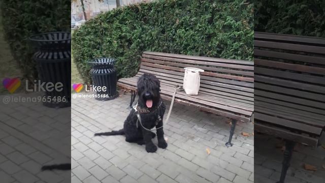 дневник Русского Черного Терьера