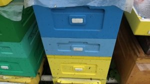 Роится даже бакфаст. Делаю сборные отводки и готовлю семью стартер