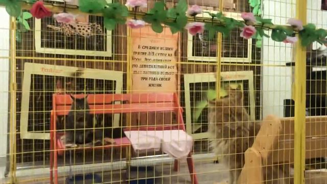 Федерация кошек