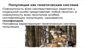 Биология. 11 класс. Популяция в экосистеме (2020)