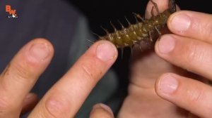 НОЧНОЙ КОШМАР - УКУС АДСКОГО КЛЕЩА