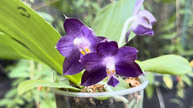 September 5, 2023 弥陀蓝鲸 MCL63 P. Mituo Purple Dragon ‘Blue Whale’ смотреть онлайн