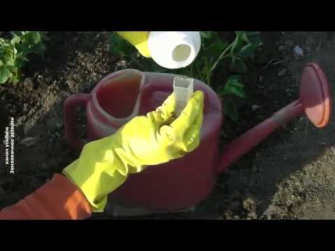 ПЕРВООЧЕРЕДНЫЕ РАБОТЫ НА ПОСАДКАХ КЛУБНИКИ ВЕСНОЙ смотреть онлайн