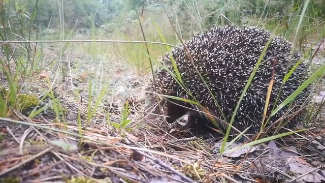 Ёжик, медянка и ящерица. смотреть онлайн