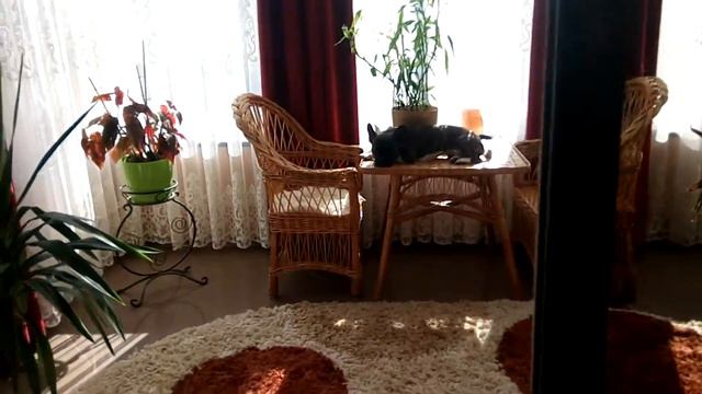 Франузский бульдог Тоша с другом смотреть онлайн