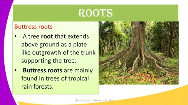 Form1 Biology lesson5 External features of plants and animals part2 смотреть онлайн