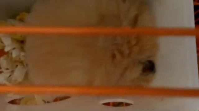 Хома храпит смотреть онлайн