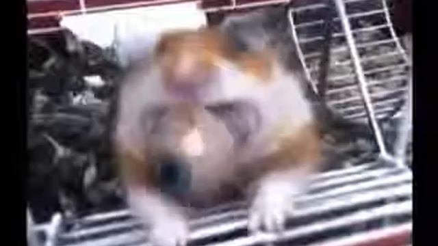 Полный ржач, хомяк выплюнул глаз, жесть, мега прикол, лучшие приколы с животными смотреть онлайн