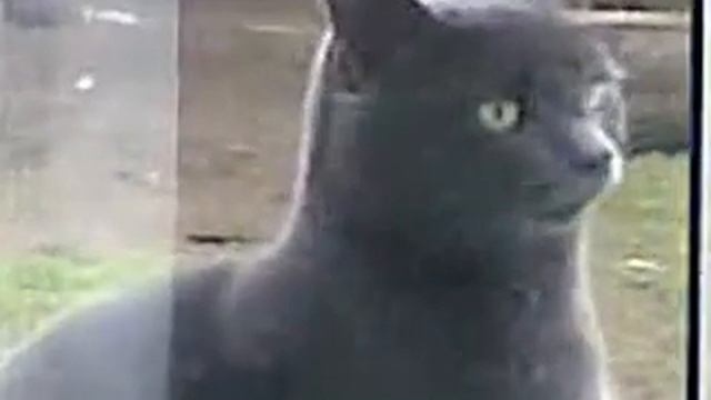 Кот и Саня смотреть онлайн