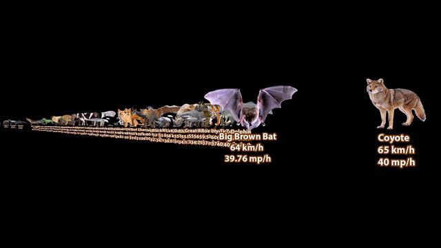 Fastest Animals Comparison In The World 2022 | Animals Speed With Sound | Fast Land Animals