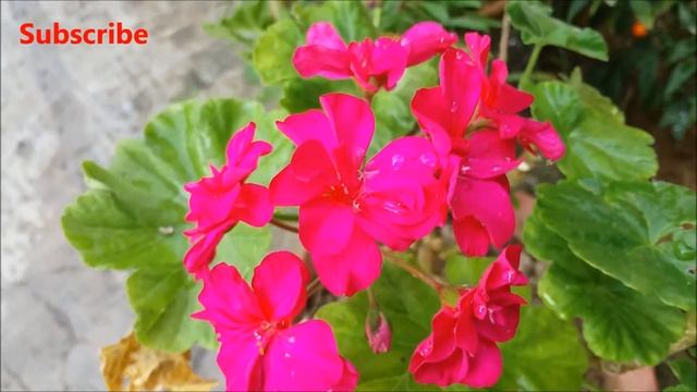 Rewarding Shrub - Geranium (Pelargonium Zonale) Plant in 1080 HD смотреть онлайн