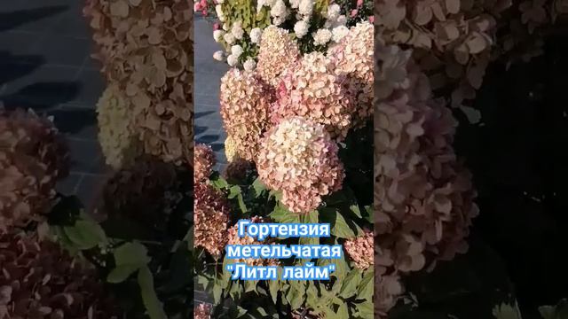 Гортензия метельчатая "Литл Лайм" пятилетняя в питомнике Глуховой #шортс #гортензия #цветы смотреть онлайн