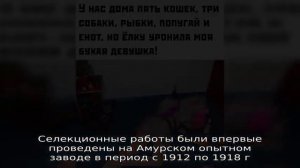 Соевые бобы — что это такое и как выглядят