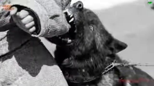 Русские ВОЛКОСОБЫ таинственный гибрид , защищающий наши границы. Комментарии иностранцев смотреть онлайн