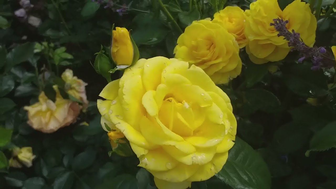 РОЗЫ , хорошо переносящие дожди... смотреть онлайн