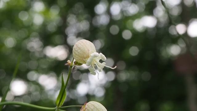 Silene vulgaris subsp. glareosa2.mp4 смотреть онлайн