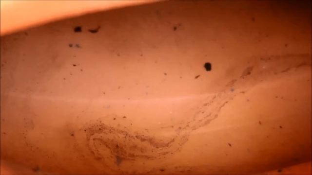 Growing Yellow Onion From Bulbs, Days 102-111