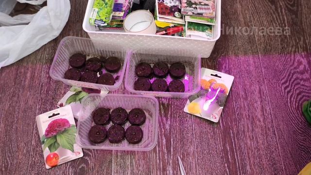 Целозия выращивание из семян, первая пикировка целозии смотреть онлайн