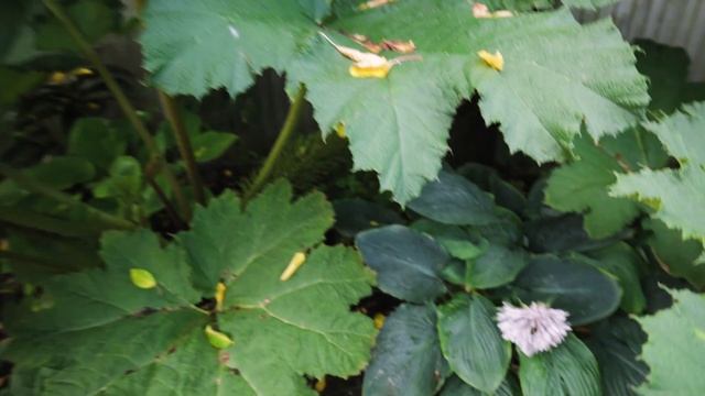 The Biggest Leaves in my UK Tropical Garden and Tetrapanax / Musa Basjoo Plant Competition Results! смотреть онлайн